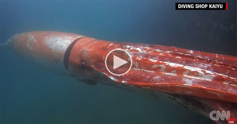12 ft Giant Squid Makes Rare Appearance in Japanese Harbour