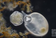 Award-Winning Video Captures Single Celled Organism Attacking Its Prey