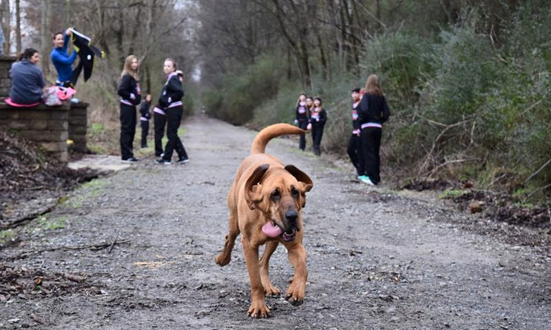 Local Hound Dog Runs Half Marathon, Finishes in 7th Place