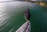 Paddle Boarder Has Close Encounter with an Orca