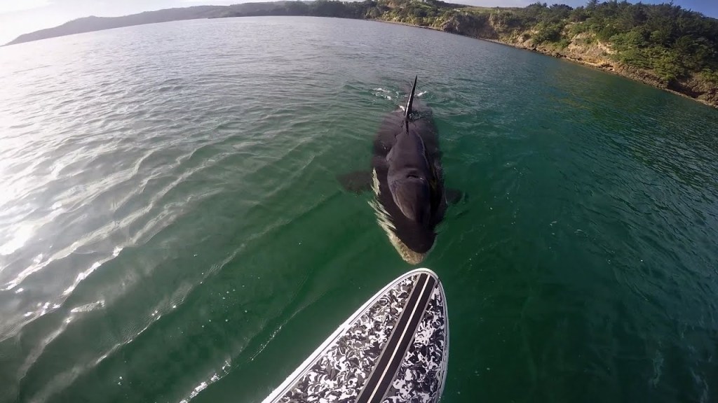 Paddle Boarder Has Close Encounter with an Orca