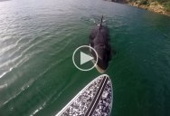 Paddle Boarder Has Close Encounter with an Orca