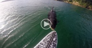 paddleboarder has close encounter with an orca paddleboarder has close encounter with an orca