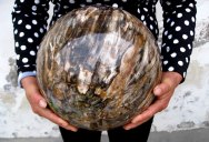 Picture of the Day: Polished Sphere of Petrified Wood