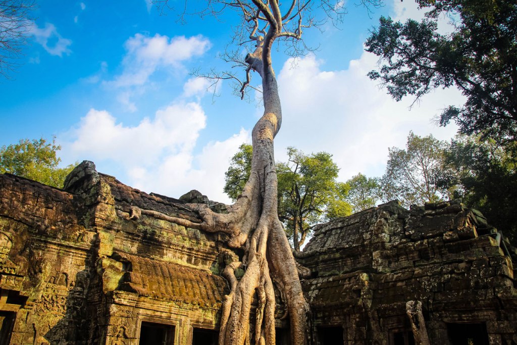 Picture of the Day: Ta Prohm Temple, Cambodia