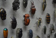 Picture of the Day: Meanwhile at a Cleveland Museum’s Insect Exhibit
