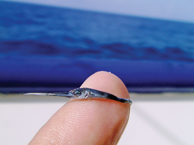 baby swordfish close up Picture of the Day: Just a Baby Swordfish Up Close