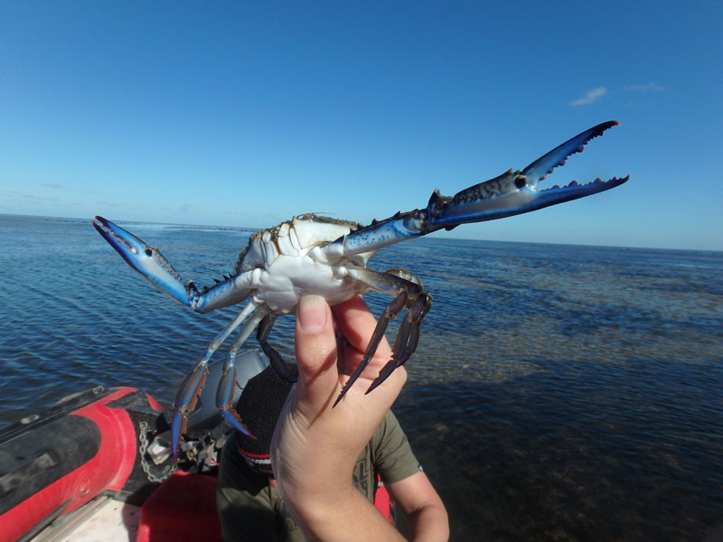 can you photoshop this blue crab showing off its claws (1)