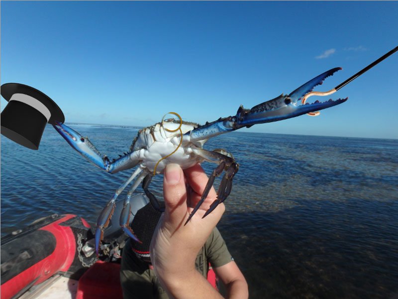 can you photoshop this blue crab showing off its claws (7)