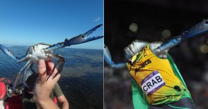 can you photoshop this blue crab showing off its claws cover can you photoshop this blue crab showing off its claws (cover)