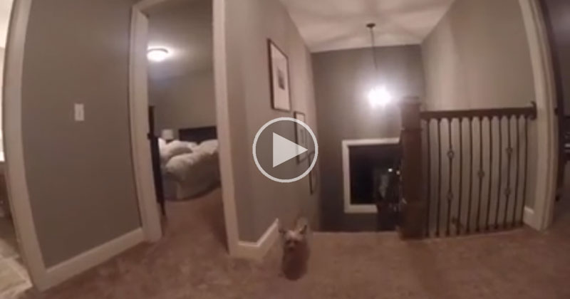 Dad Gives Son a GoPro During a Game of Hide and Seek and Discovers His Secret Weapon