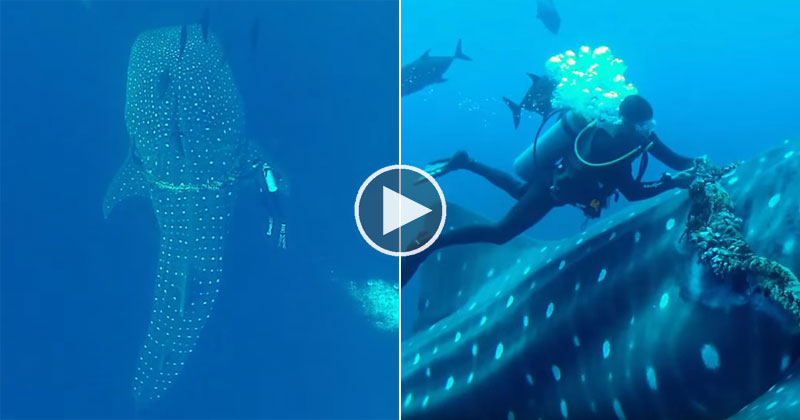 Diver Frees Whale Shark from Giant Commercial Fishing Rope