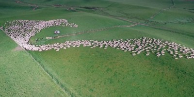 Drone Captures Sheep Being Herded Across the Grasslands of New Zealand from Above