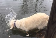 Golden Retriever Goes Fishing With Bread Crumbs