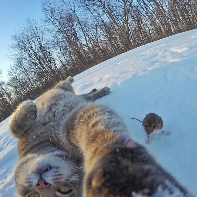 manny the cat takes better selfies than you (10)