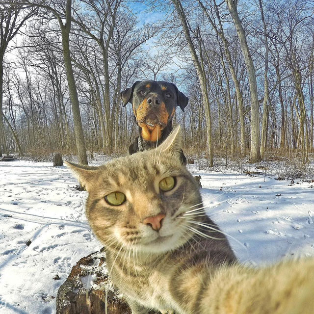 This Cat Takes Better Selfies Than You (16 Photos) » TwistedSifter