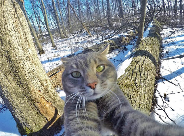manny the cat takes better selfies than you (14)