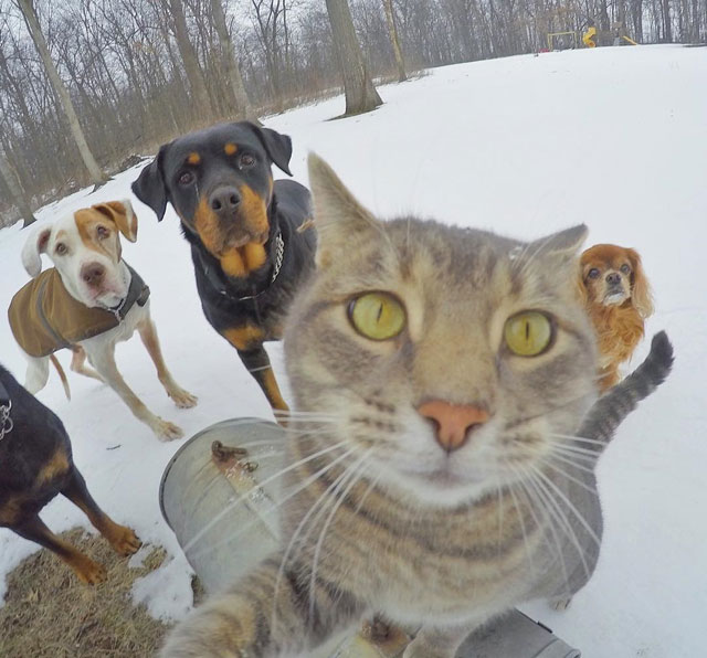 This Cat Takes Better Selfies Than You (16 Photos) » Twistedsifter