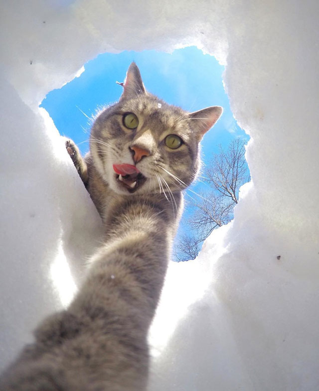 manny the cat takes better selfies than you (2)