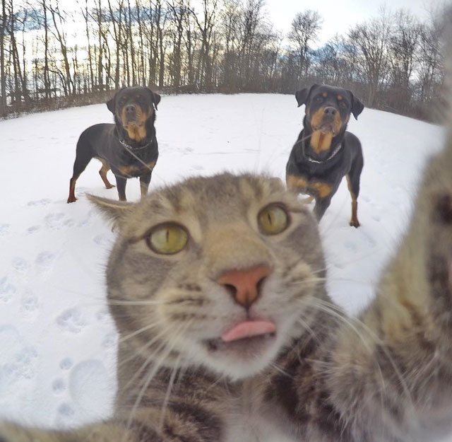 This Cat Takes Better Selfies Than You (16 Photos) » TwistedSifter