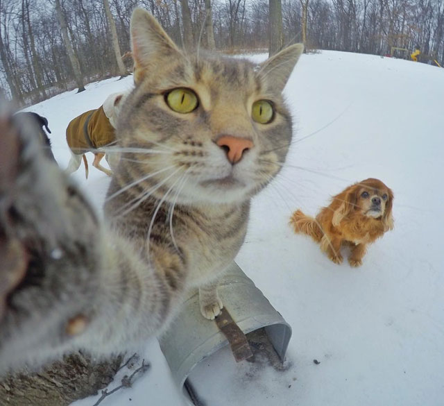 manny the cat takes better selfies than you (4)