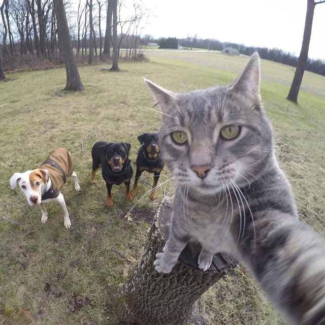 manny the cat takes better selfies than you (5)