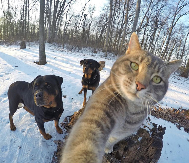 This Cat Takes Better Selfies Than You (16 Photos) » TwistedSifter