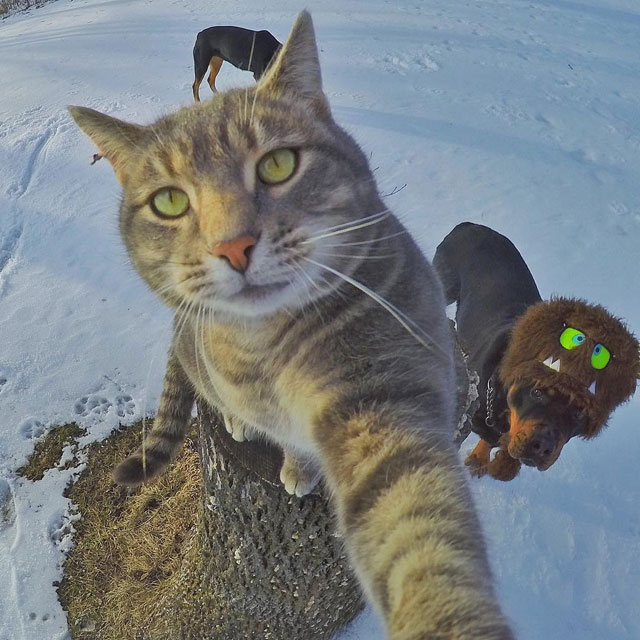 manny the cat takes better selfies than you (8)