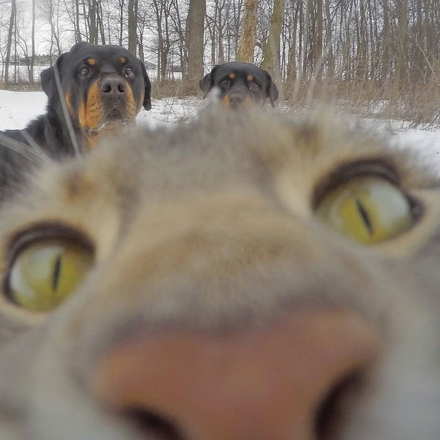 This Cat Takes Better Selfies Than You (16 Photos) » TwistedSifter