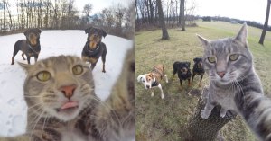 manny-the-cat-takes-better-selfies-than-you-(cover) » TwistedSifter