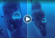 Scuba Diving With a Mola Mola, the World’s Largest Bony Fish