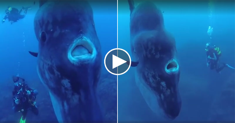 Scuba Diving With a Mola Mola, the World's Largest Bony Fish