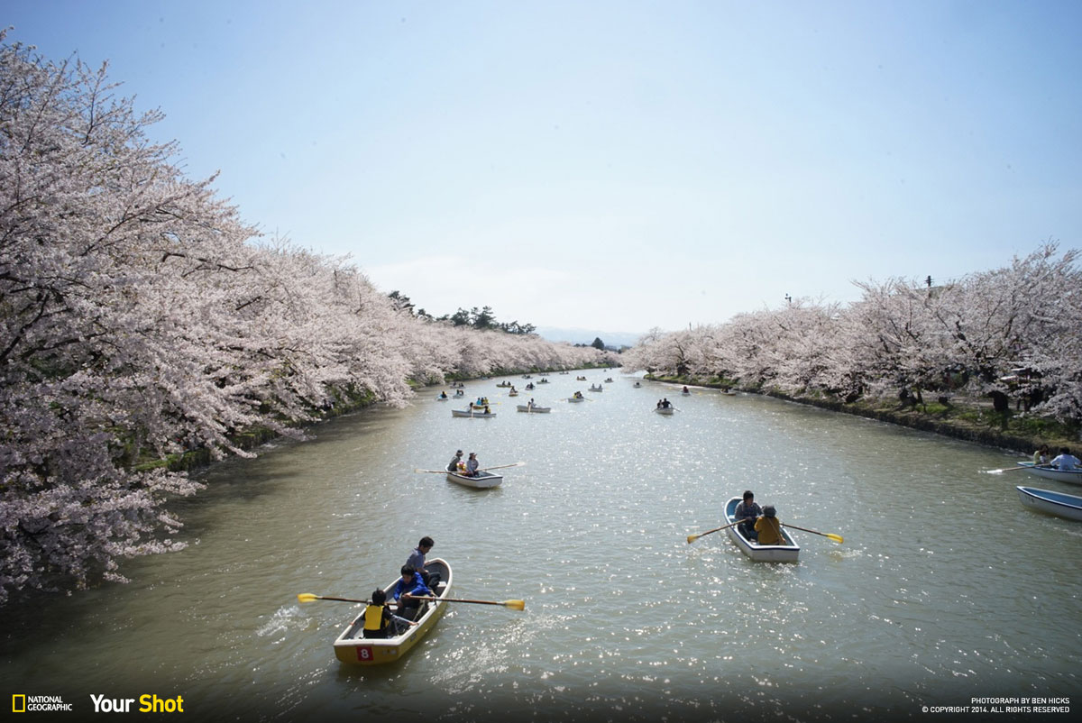 02 Spring Has Sprung! And In Japan, That Means Cherry Blossoms (8 photos)