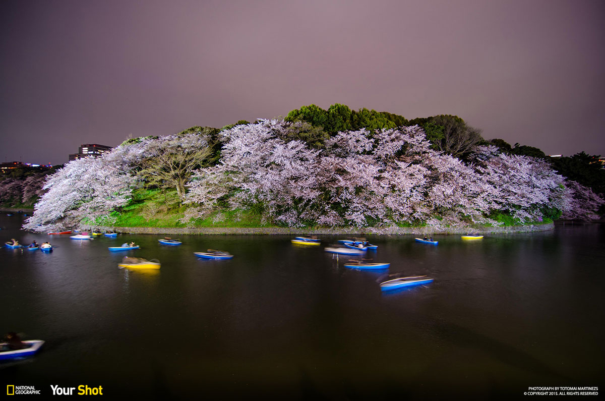03 Spring Has Sprung! And In Japan, That Means Cherry Blossoms (8 photos)