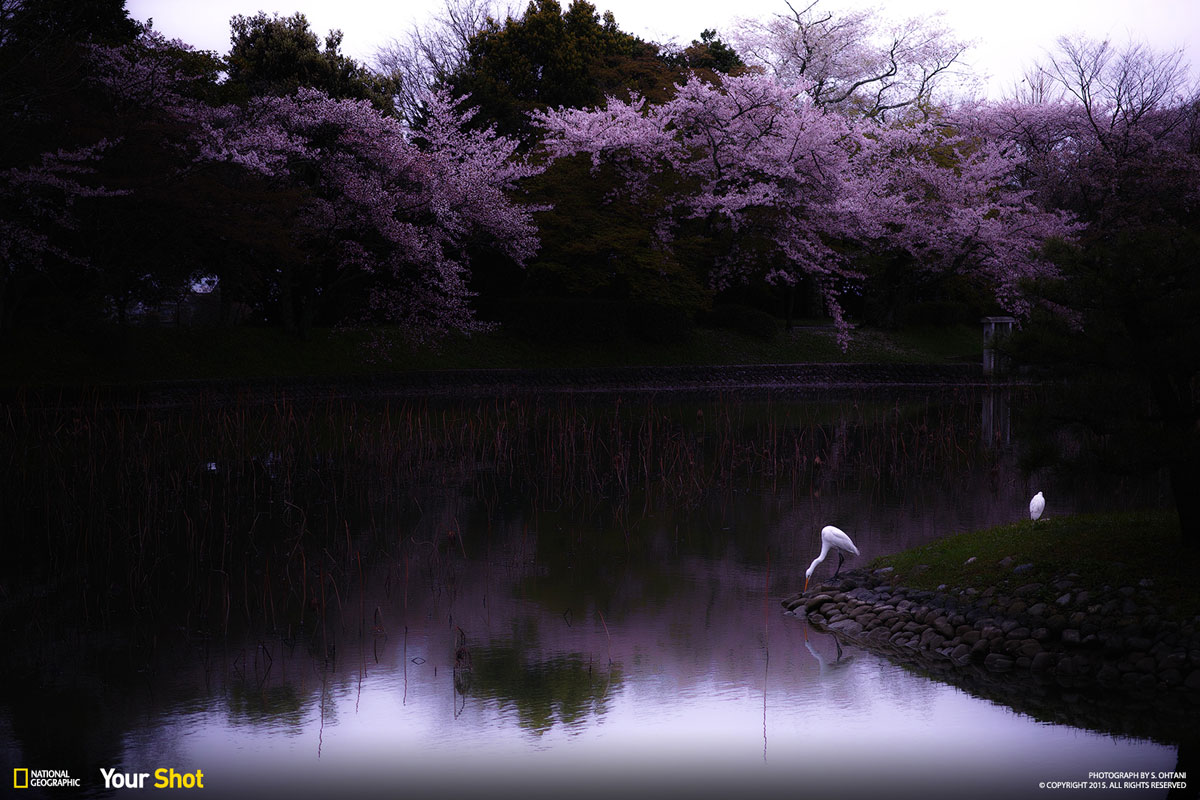 04 Spring Has Sprung! And In Japan, That Means Cherry Blossoms (8 photos)