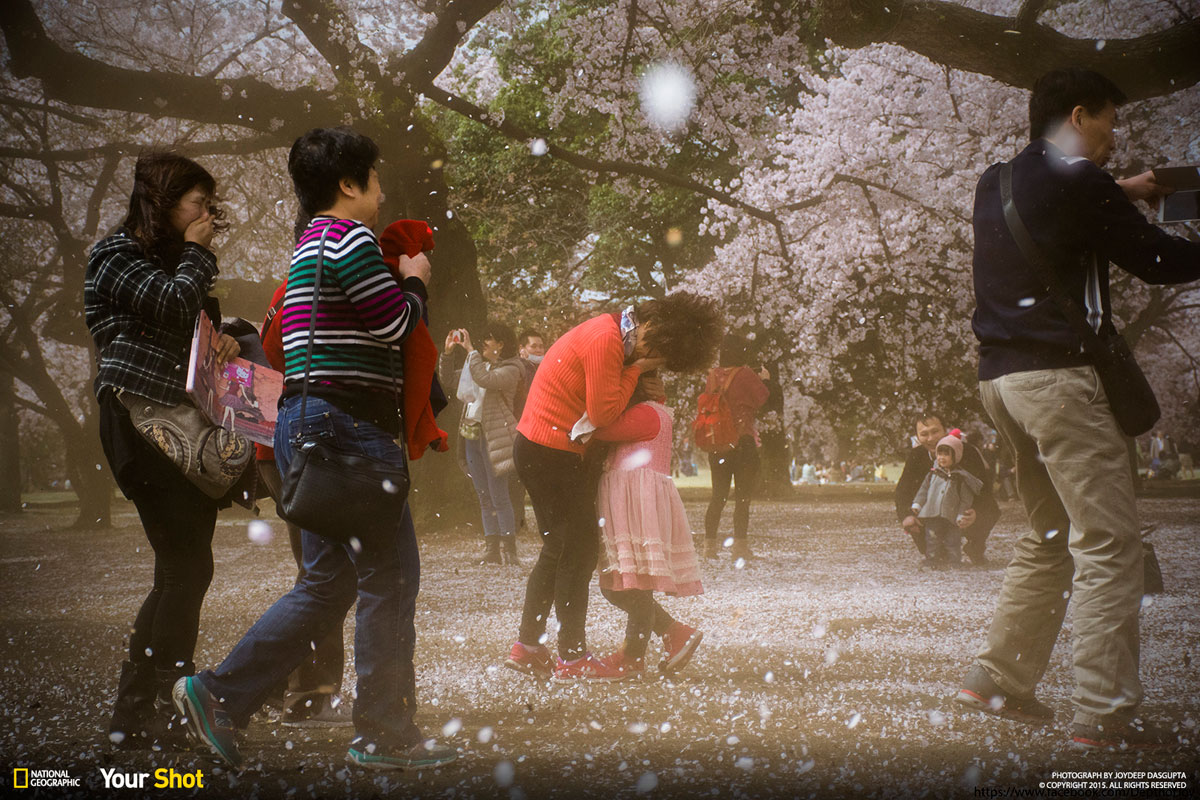 08 Spring Has Sprung! And In Japan, That Means Cherry Blossoms (8 photos)