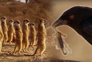 Clever Bird Tricks Meerkats Into Hunting for Him