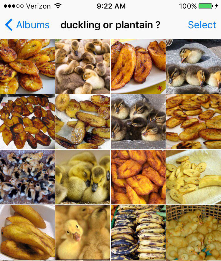 duckling or plantain 2 by karen zack