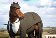 Just a Horse in a Tweed Suit Looking Absolutely Dapper