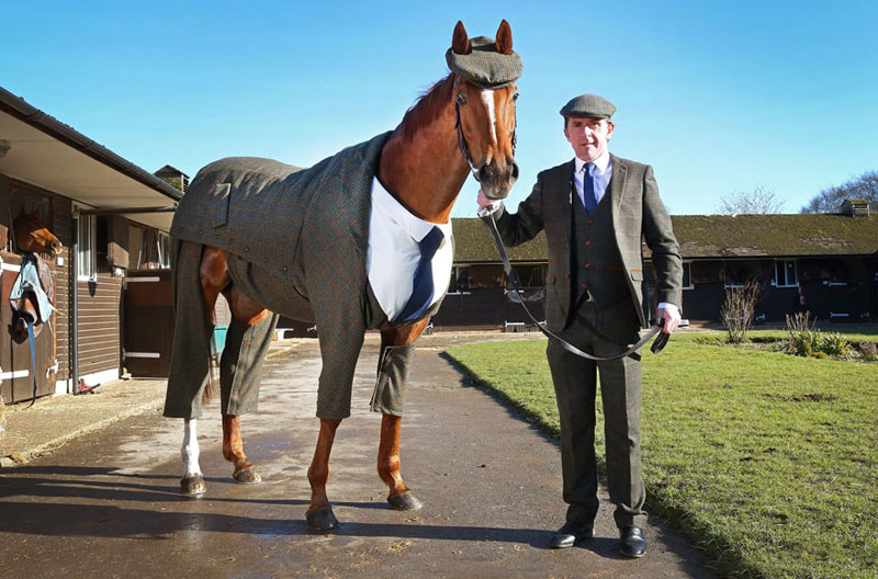 Horse in a Tweed Suit Looking Absolutely Dapper (4)
