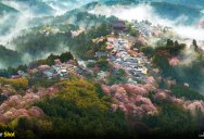 Spring Has Sprung! And In Japan, That Means Cherry Blossoms (8 photos)
