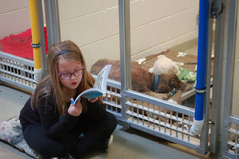 New Program Lets Kids Practice Reading While Shy Shelter Dogs Learn to Socialize (10)