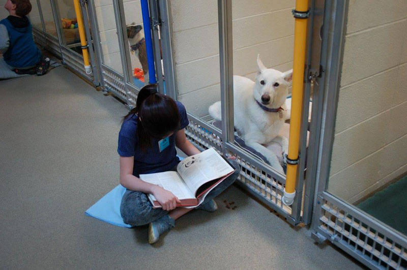 New Program Lets Kids Practice Reading While Shy Shelter Dogs Learn to Socialize (3)