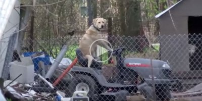 News Broadcast Gets Interrupted by Dog on Lawnmower