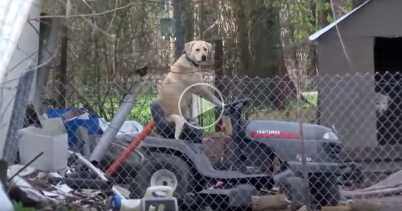 News Broadcast Gets Interrupted by Dog on Lawnmower