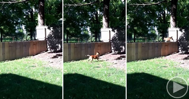 Owner Admires New Fence for 10 Whole Seconds Before Dog Casually Leaps It