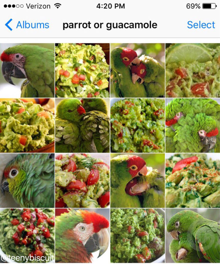 parrot or guacamole by karen zack