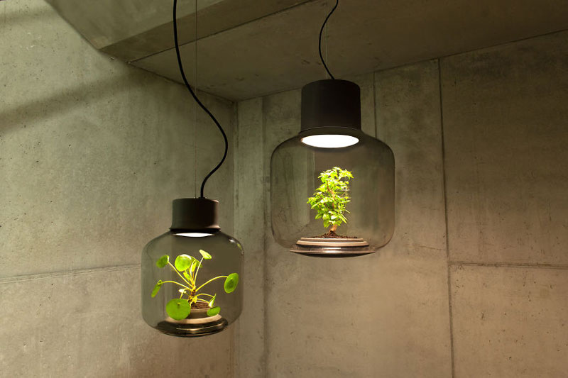 This Plant Lamp Can Grow Anywhere and Requires No Human Care