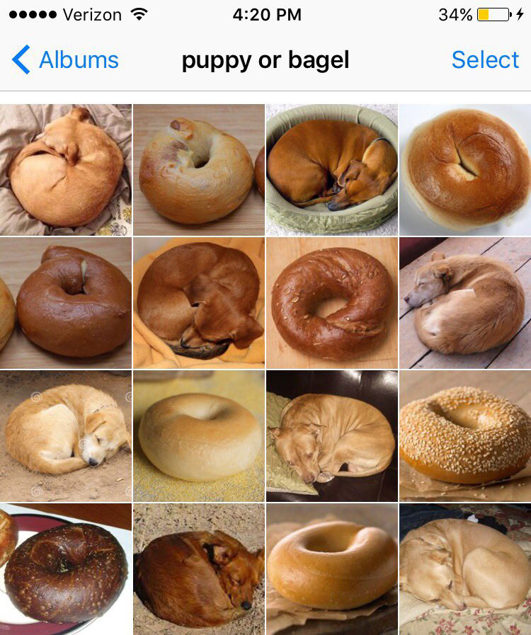 Puppy or Bagel? Chihuahua or Muffin? Shiba or Marshmallow? (8 photos