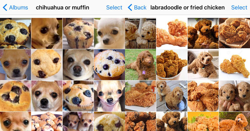 Puppy or Bagel? Chihuahua or Muffin? Shiba or Marshmallow? (8 photos)